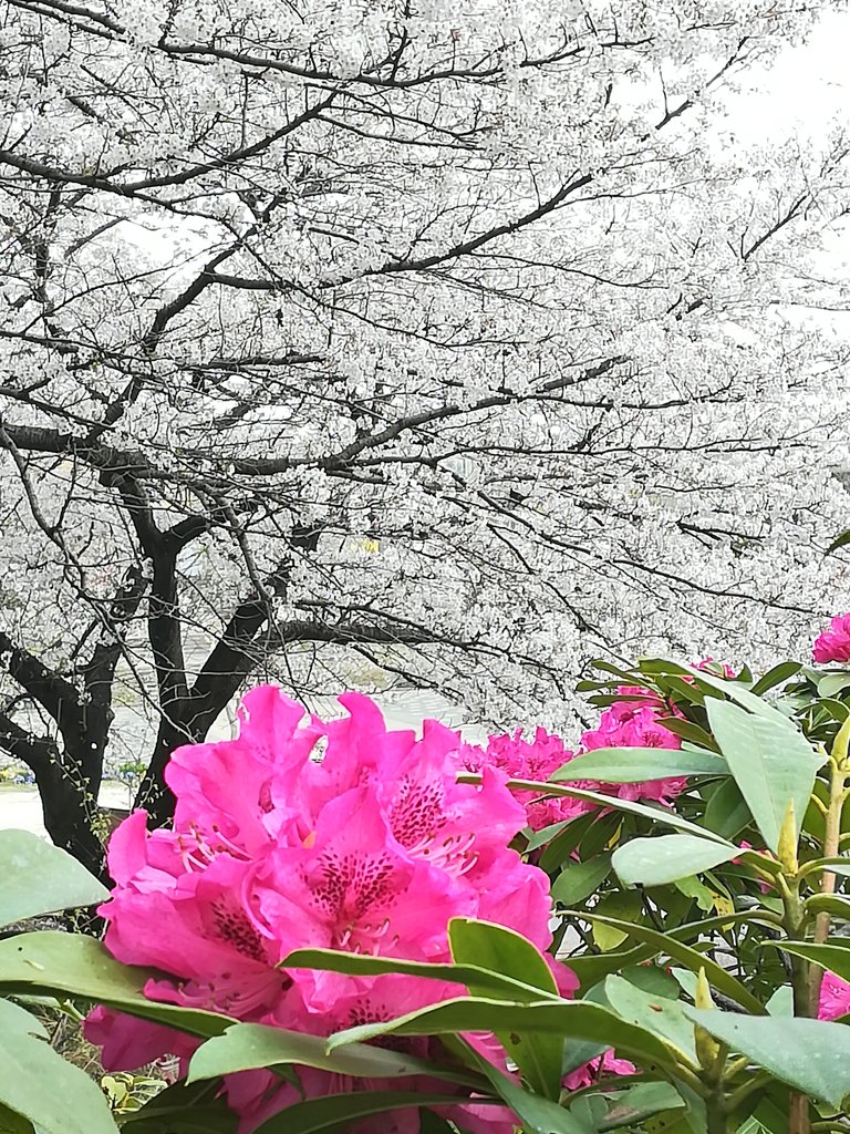 Hanaikoi おはようございます 石楠花と桜 公園の芍薬の花越しに咲く桜の花の景色はとても綺麗 ですね 石楠花 シャクナゲ 桜 染井吉野 花写真 T Co Tcv35hacbg Twitter Hanaikoi おはようございます 石楠花と桜 公園の芍薬の花越しに咲く桜の花の景色はとても綺麗 ですね 石楠花 シャクナゲ 桜 染井吉野 花写真 T Co Tcv35hacbg Twitter