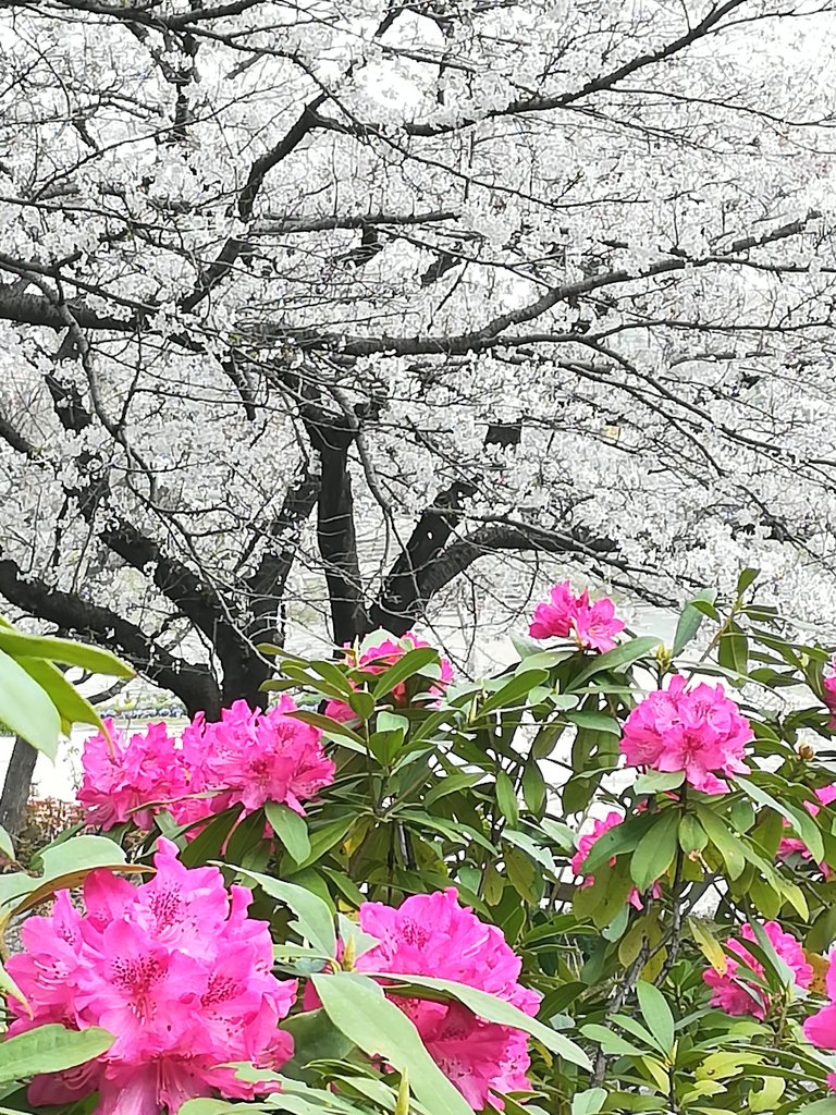 Hanaikoi おはようございます 石楠花と桜 公園の芍薬の花越しに咲く桜の花の景色はとても綺麗 ですね 石楠花 シャクナゲ 桜 染井吉野 花写真 T Co Tcv35hacbg Twitter Hanaikoi おはようございます 石楠花と桜 公園の芍薬の花越しに咲く桜の花の景色はとても綺麗 ですね 石楠花 シャクナゲ 桜 染井吉野 花写真 T Co Tcv35hacbg Twitter