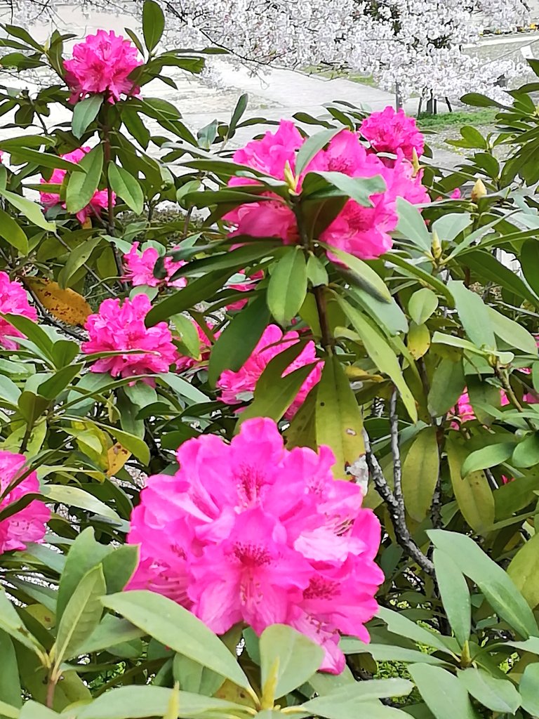 Hanaikoi おはようございます 石楠花と桜 公園の芍薬の花越しに咲く桜の花の景色はとても綺麗 ですね 石楠花 シャクナゲ 桜 染井吉野 花写真 T Co Tcv35hacbg Twitter Hanaikoi おはようございます 石楠花と桜 公園の芍薬の花越しに咲く桜の花の景色はとても綺麗 ですね 石楠花 シャクナゲ 桜 染井吉野 花写真 T Co Tcv35hacbg Twitter