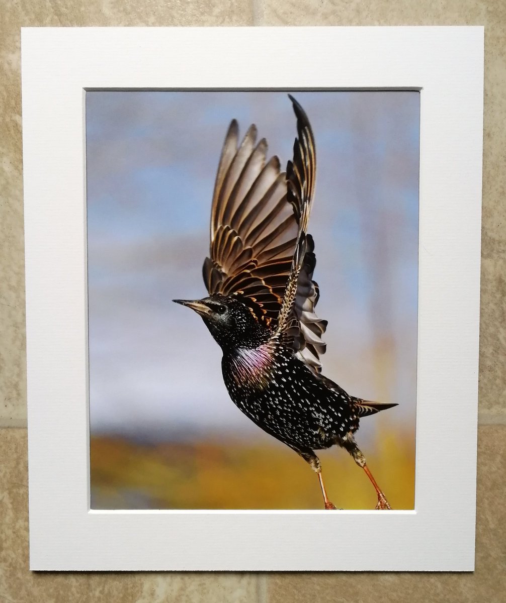 'Wings up Starling' - 10x8 mounted print.  You can buy it here; https://www.carlbovis.com/product-page/wings-up-starling-10x8-mounted-print 