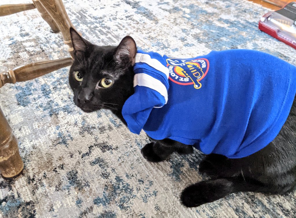 lsmalls7's tweet photo. @StLouisBlues cats are ready for #BarkinfortheBlues game day. Also ready for a win ๐บ๐บ #LGB #CatsOfHockey ๐ https://t.co/PVT4dN0oqd