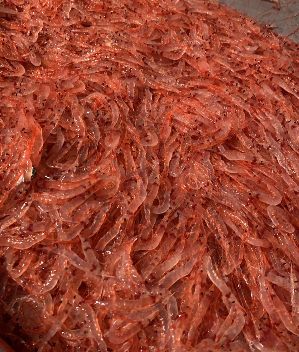 すずきさん サクラエビ資源再生プロジェクト Suzukitoshiyuk Twitter