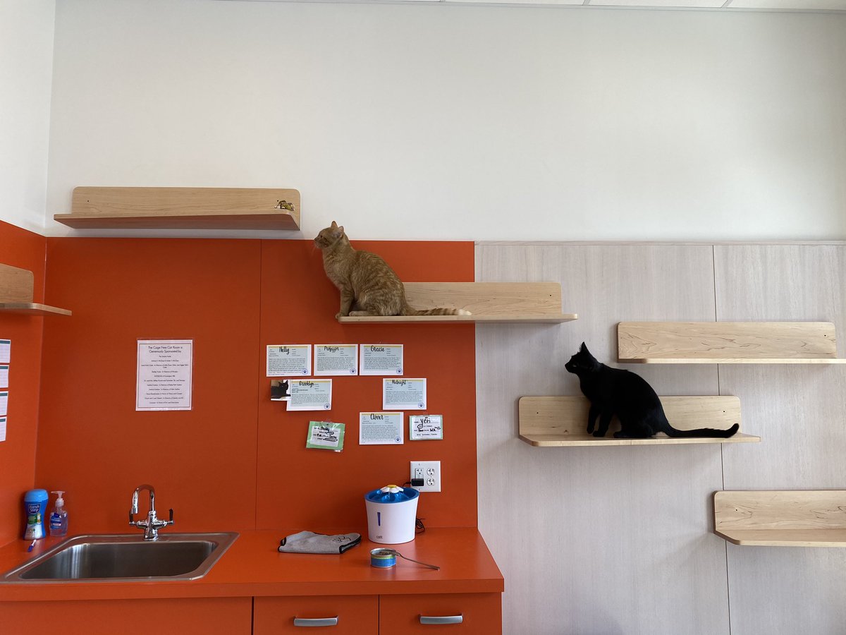 RochesterKey's tweet image. We are so proud to have donated 20 pet blankets and 100+ dog treats to Michigan Animal Rescue League (MARL)! We had so much participation from our club members to make this possible, so thank you to all volunteers! We are hopeful to continue working with MARL in the future!🐶🐱