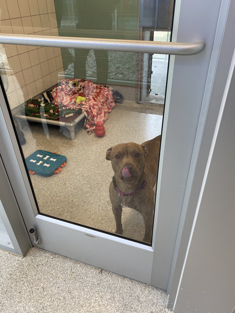 RochesterKey's tweet image. We are so proud to have donated 20 pet blankets and 100+ dog treats to Michigan Animal Rescue League (MARL)! We had so much participation from our club members to make this possible, so thank you to all volunteers! We are hopeful to continue working with MARL in the future!🐶🐱