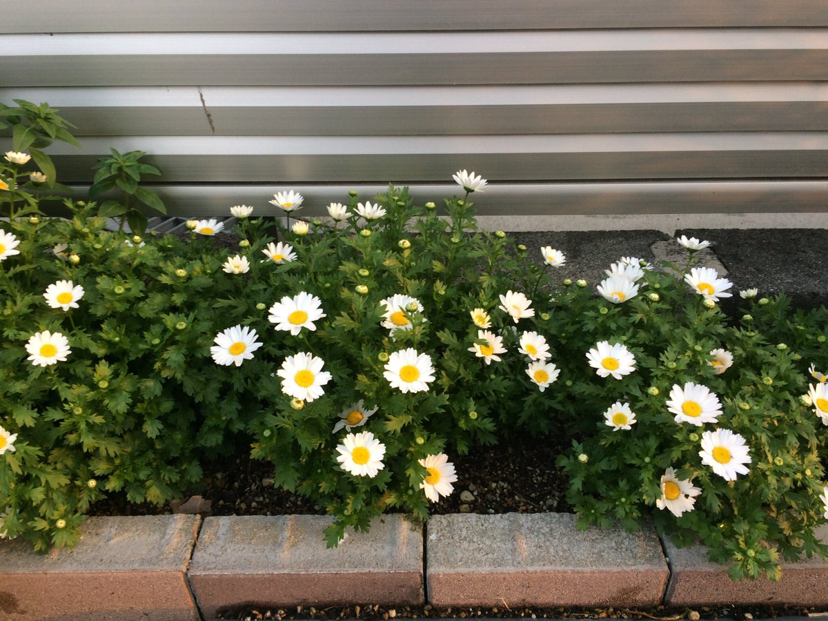 村手 さとし あー 葉っぱはマーガレットかも 確かに似てる こういう状態まで市場で扱わないからわからん