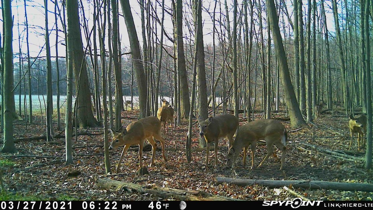 Zulu_Law's tweet photo. Guess the newly @SpypointCamera scouted location is a winner!  #LinkMicroLTE #SPYPOINT https://t.co/EQT7SyLvjq