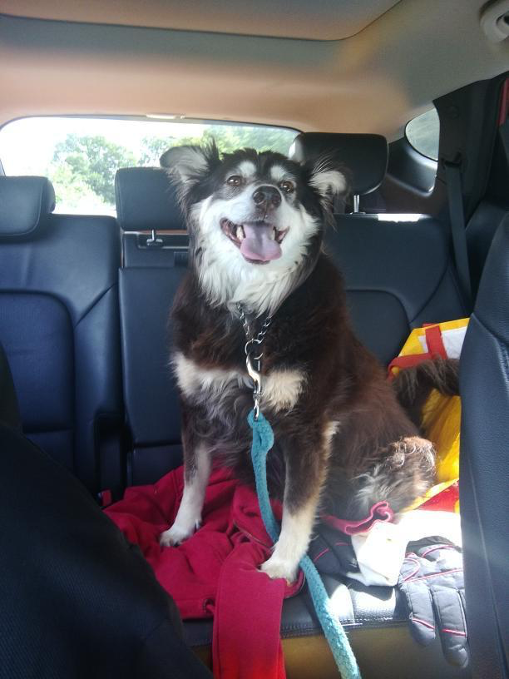 LSA_Tweets's tweet photo. #AnimalRescueWins
Rhiannon, @topeeapple, adopted Diamond through Monica’s Romanian Rescue.

(📸  @topeeapple via Instagram) https://t.co/zaYFtkxYWC