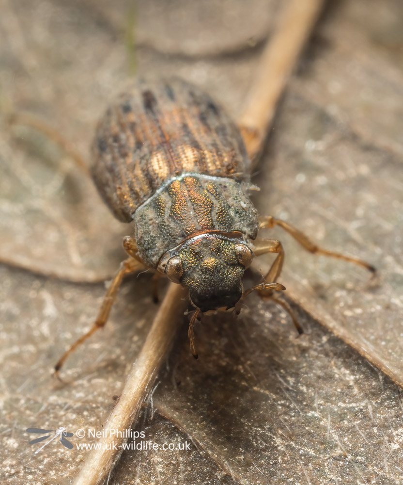 Pond man tweet media