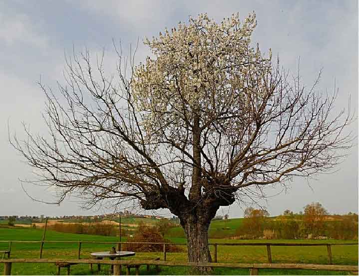 Nella mia terra sopra un gelso,un nocciolo di ciliegia portato dal vento
è germinato, è cresciuto e in questi giorni è fiorito:
io vado a vedere ogni anno questo ciliegio come in un pellegrinaggio
per contemplare il miracolo della vita che nasce dalla vita.
Per me è una lezione!