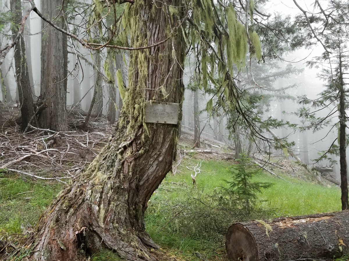 ForestServiceNW's tweet photo. "In nature, nothing is perfect &amp; everything is perfect. Trees can be contorted, bent in weird ways &amp; they’re still beautiful." 

--Alice Walker https://t.co/9sEg8xIasl