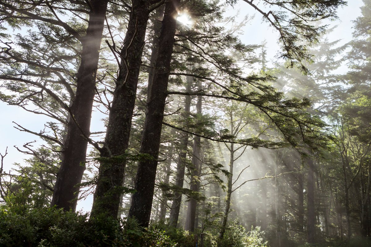 ForestServiceNW's tweet photo. "In nature, nothing is perfect &amp; everything is perfect. Trees can be contorted, bent in weird ways &amp; they’re still beautiful." 

--Alice Walker https://t.co/9sEg8xIasl
