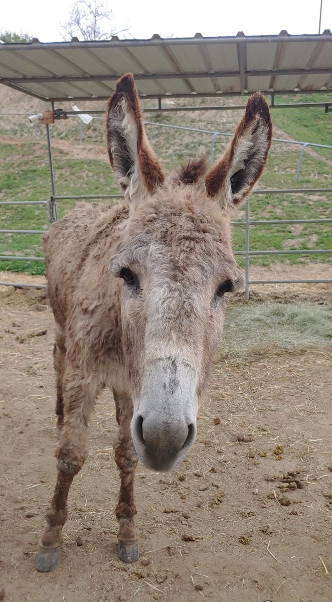 rescue_rose's tweet photo. #SweetCharlieUpdate
Sorry for the delay.
Our vet gave him a thorough exam. His lab results were normal for Charlie.
The swelling is almost gone, it was obscuring a benign lump on his leg. He's not in pain.
Your healing thoughts worked thank you! 🤗
#donkeys #RescueNurtureProtect https://t.co/7yf58HR0ic