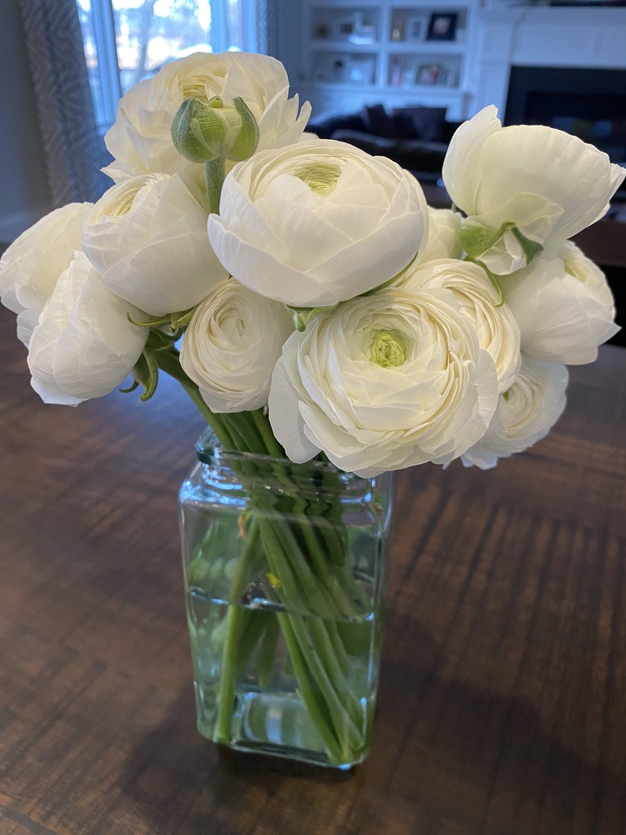 The most beautiful <a href="/TonicBlooms/">Tonic Blooms</a> Ranunculus flowers 🤍 Thank you so much Tweeps <a href="/AmyKiernan/">Amy Kiernan</a> <a href="/kirstcraigster/">Kirsten Craig</a> <a href="/AnneJagielka/">Anne Jagielka</a> Andrew &amp; Michael!