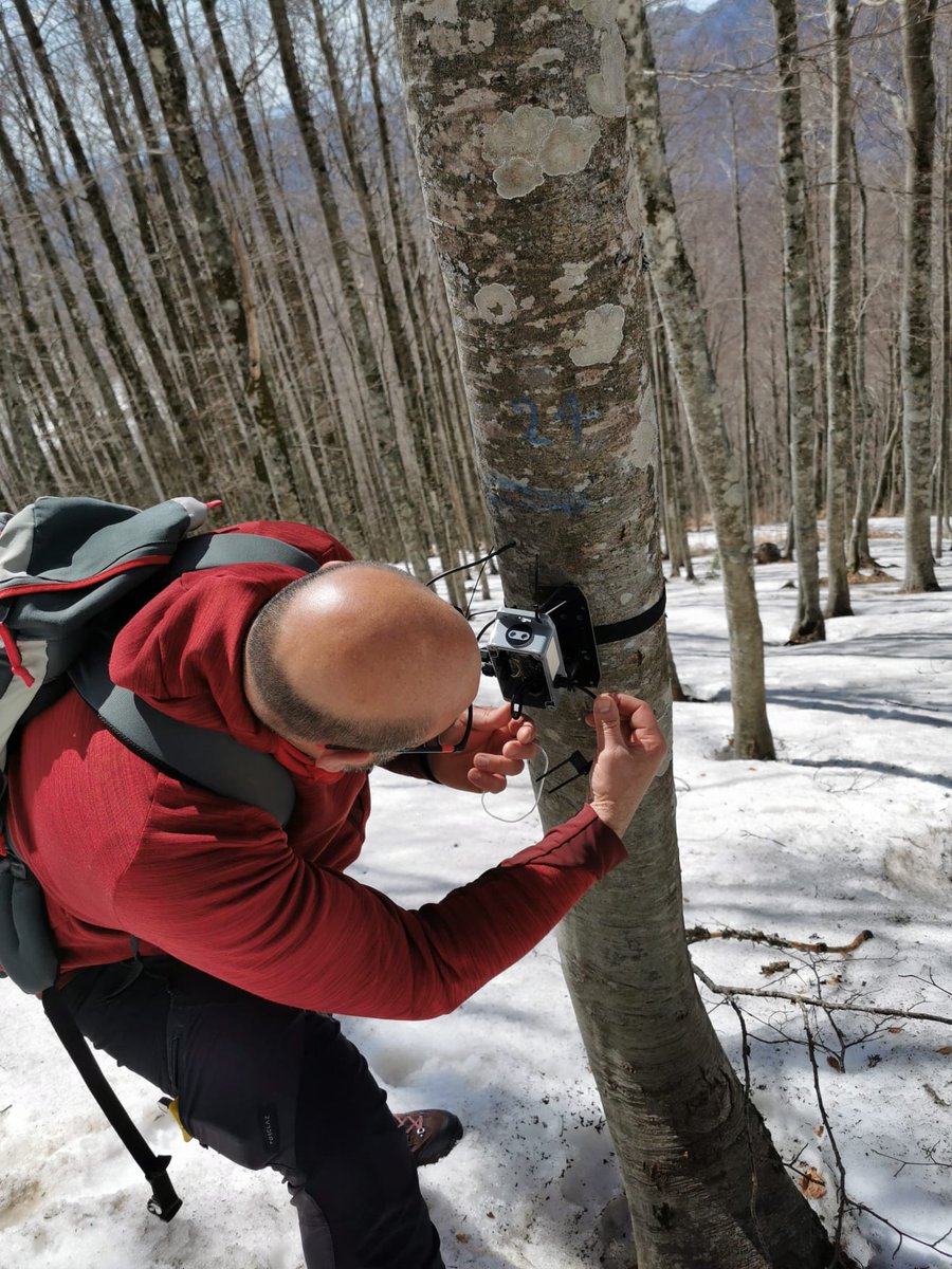gianni8211's tweet photo. The beautiful side of forest researcher, #unimol, #TreeTalkerNetwork, #climo, #LIFE_AForClimate https://t.co/IVkFyYs3oF