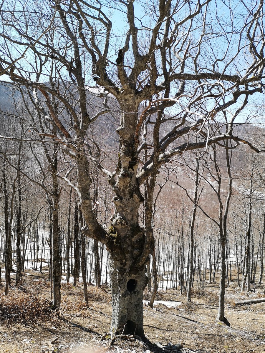 gianni8211's tweet photo. The beautiful side of forest researcher, #unimol, #TreeTalkerNetwork, #climo, #LIFE_AForClimate https://t.co/IVkFyYs3oF