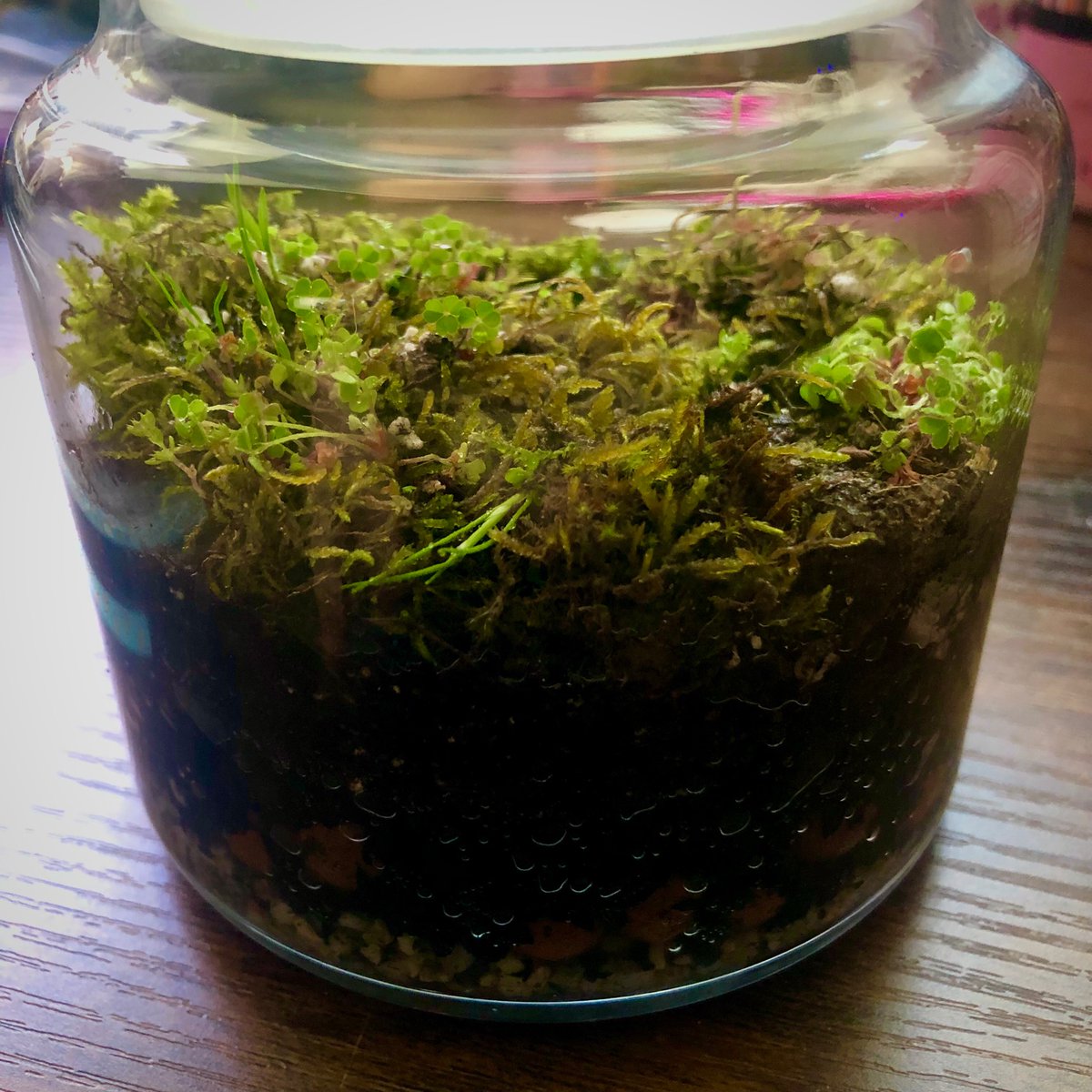 Jackzillaphoto's tweet photo. Made a wee terrarium today π±
#terrarium #mosslife #mossome #tinyworldinajar https://t.co/mBacUIKpWz