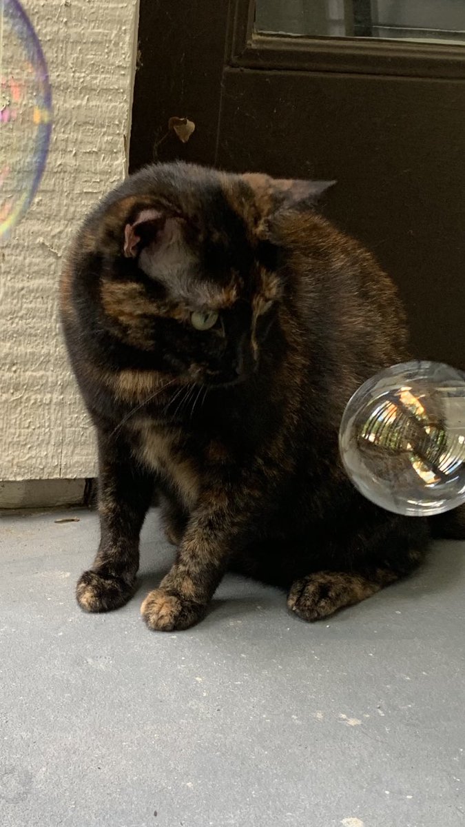 __andrew_ana__'s tweet photo. Today I said goodbye to my little Padmé. She was fierce to strangers and loyal to family—if you met her, she probably didn’t like you. But she loved me and @BiG_biLL3t in a deep way that made us feel connected to and a part of a world that can easily leave you feeling alone ❤️👑 https://t.co/7cxvmoJNj7