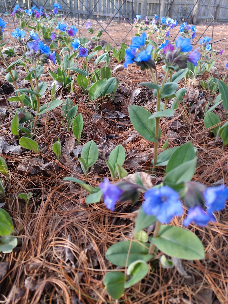 gergnotes's tweet photo. Pulmonaria is in bloom in Columbus!  #gardenchat https://t.co/Xs4kr3GzBu
