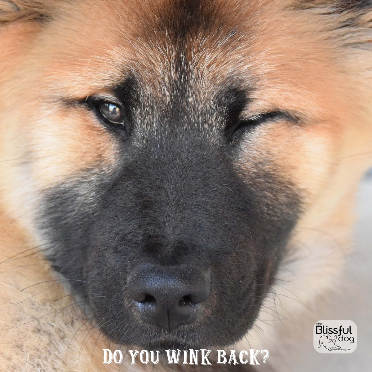 Well, do you? I do, just to be sure. #theblissfuldog #dogbliss #winkingdog #winkatdog #dogwink #dogwinking