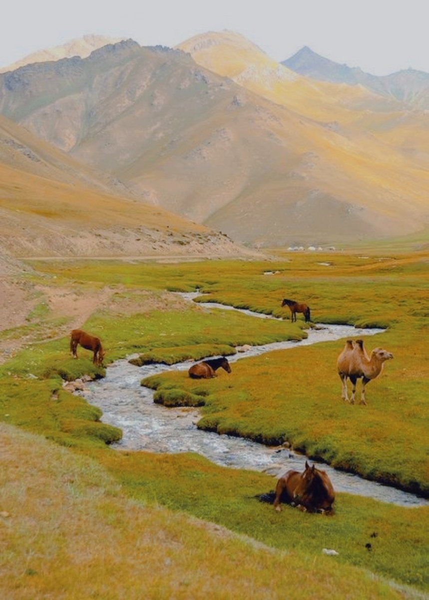 turkicpress's tweet photo. Missing the Mongolia 🇲🇳🍃 https://t.co/gYl6UEnjAZ