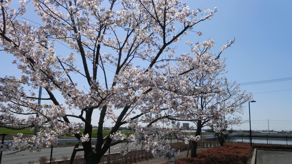 teshimaintlcorp's tweet photo. Take a look at these pictures which were taken by our new staff.

Teshima’s cherry blossom has bloomed.
In Japan, April is the best season to see cherry blossom.

When I see this cherry blossom blooming every April, I wish for the company’s continued growth just like these. https://t.co/tXWRpXpfG1