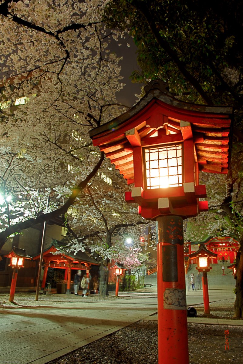sensualeye's tweet image. Hanami memories in Kabukicho, Hanazono Shrine.  Japan I miss you.  歌舞伎町の花見の思い出、花園神社。