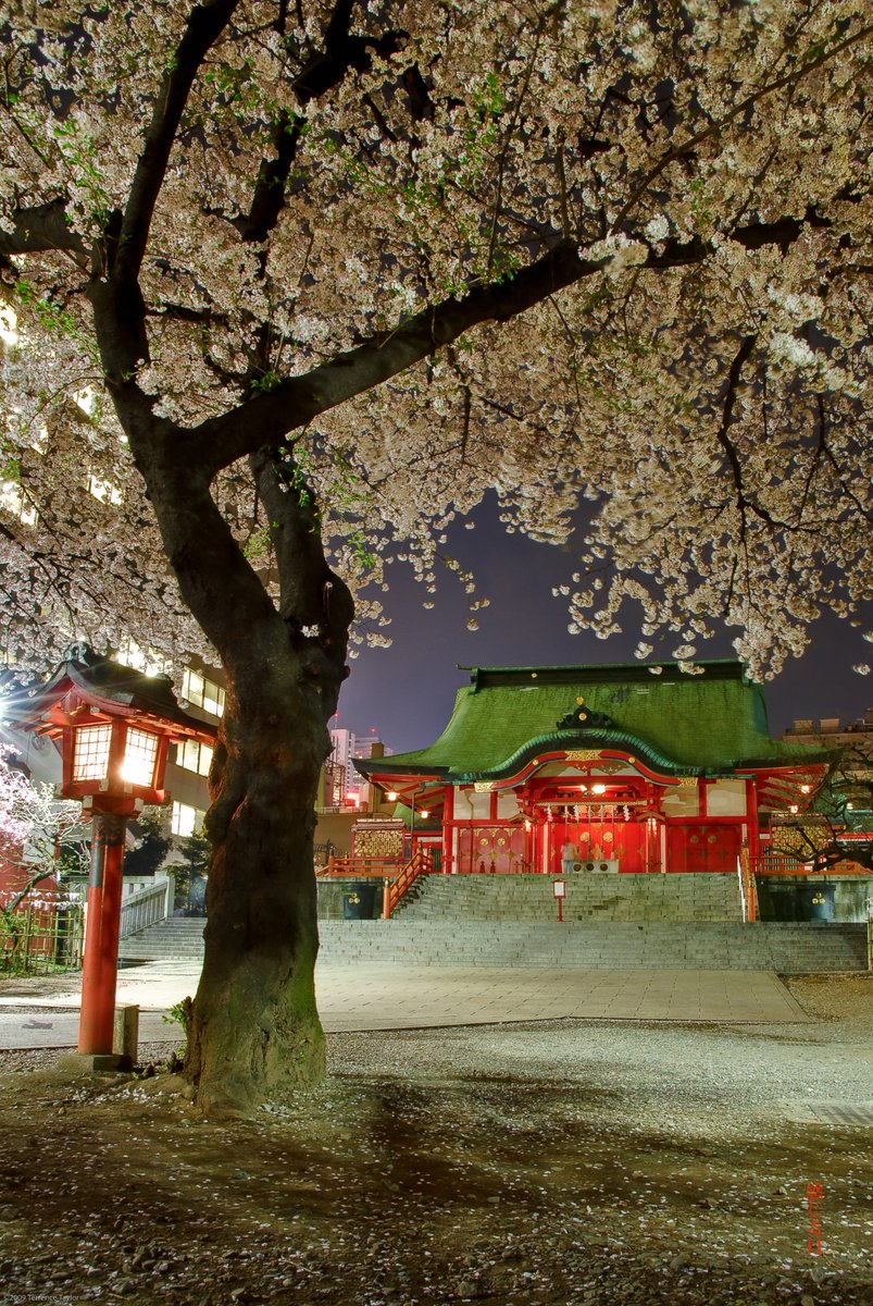 sensualeye's tweet image. Hanami memories in Kabukicho, Hanazono Shrine.  Japan I miss you.  歌舞伎町の花見の思い出、花園神社。