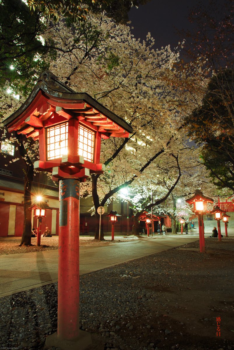 sensualeye's tweet image. Hanami memories in Kabukicho, Hanazono Shrine.  Japan I miss you.  歌舞伎町の花見の思い出、花園神社。