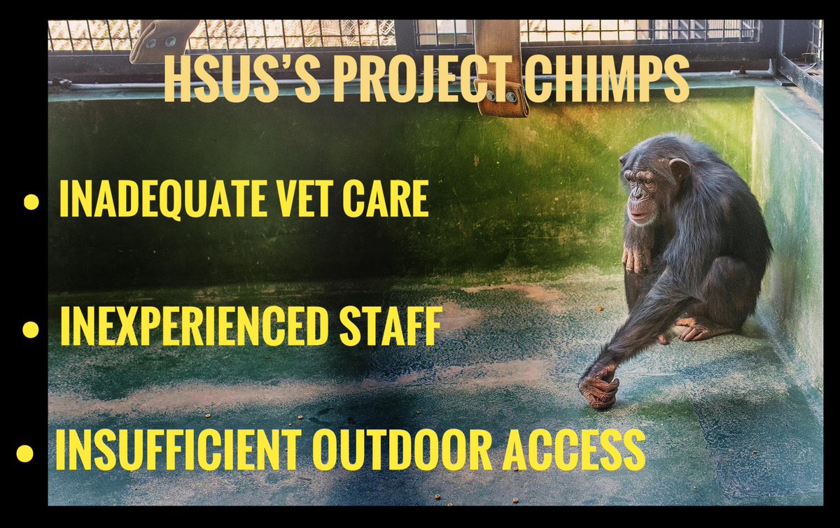 ProgressForSci1's tweet photo. #chimpsdeservebetter
The Ross  “Chimp Welfare Assessment” Report corroborated whistleblower allegations:

Details: https://t.co/IbAbxkFAlt

@Merkle
@hallmarkchannel
@AAVS_AAVS
@FaunaFoundation
@ambercnash
@mnnesotagirl
@PVHcorp
@Moroccanoil
@TheLizDee
@jimgorman https://t.co/eTnS74qwgU