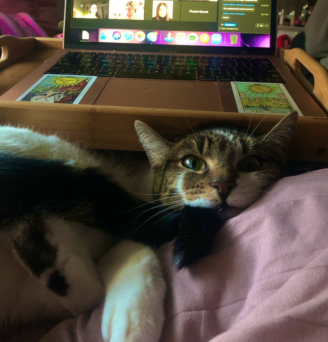 Miss Kitty loves listening in to all my #PR classes 😽 my little associate