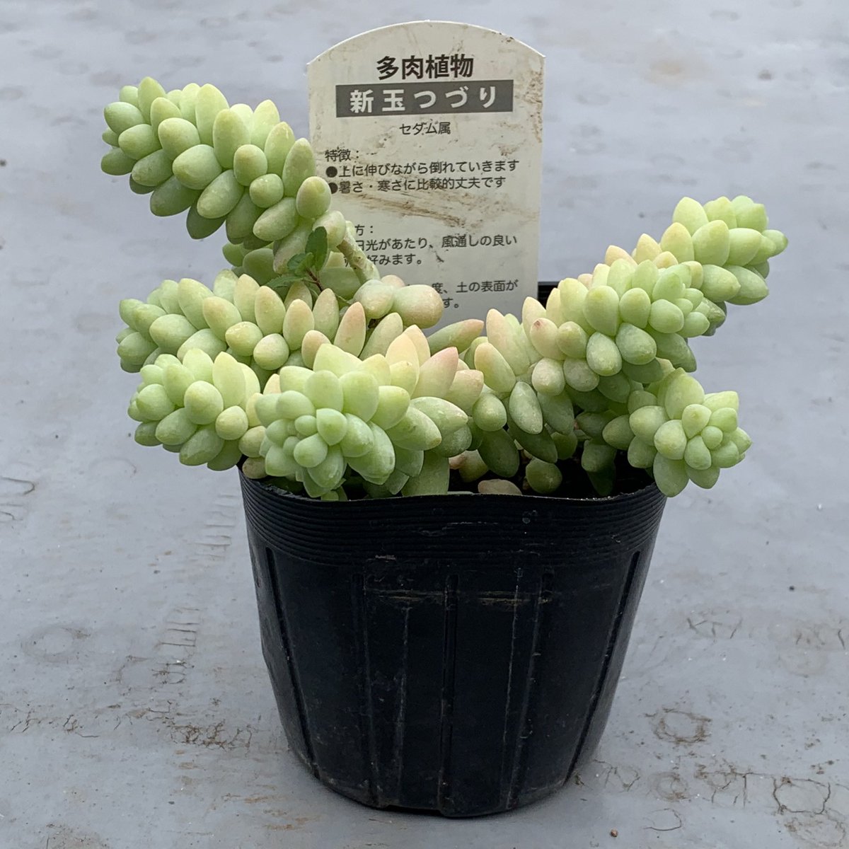 ビアホップ ビアホップ
