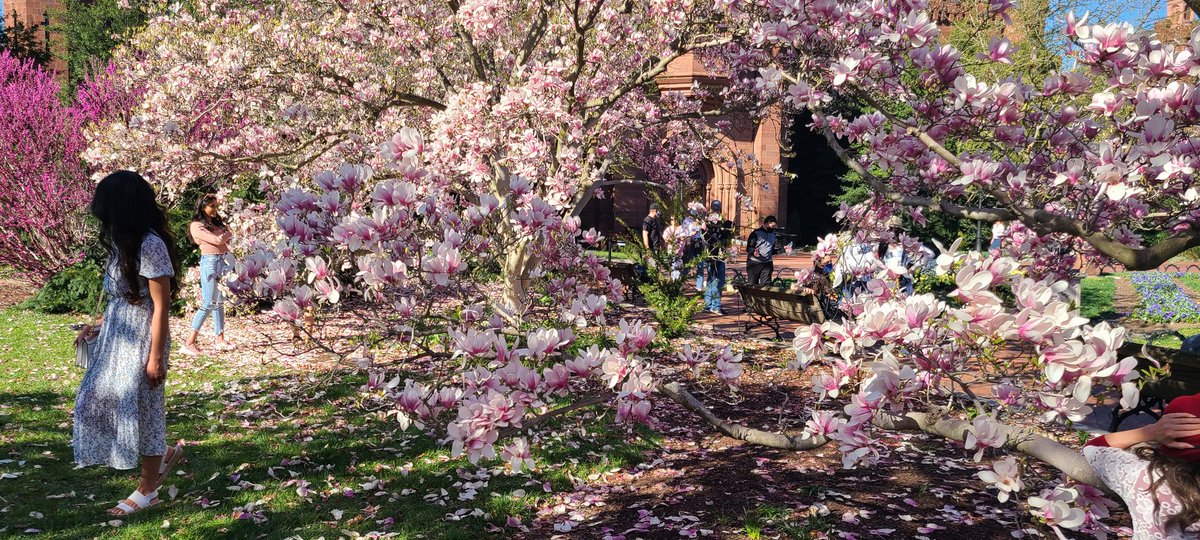Crowds flocking to DC to snap that spring blossoms pictures at the <a href="/SIGardens/">Smithsonian Gardens</a> #magnoliablossom #CherryBlossomDC