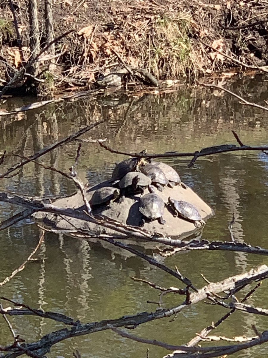 JayKondrk77's tweet photo. Two nice mile runs toward our 26.2 challenge in historic #RahwayRiverPark #NJ apparently George Washington once spanked some enemies here. #Spanktown with turtles https://t.co/UXmlkM5PKM