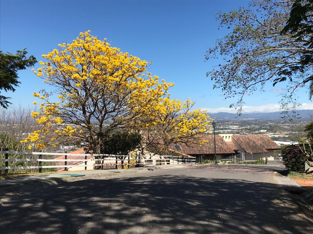 Iine Costa Rica コスタリカnow この真っ黄色いお花の木は スペイン語ではcorteza Amarilla コルテーサアマリージャ 学名 タベブイアオクラセア として知られています コスタリカ Cortezaamarilla Costarica T Co 4iikafozqp