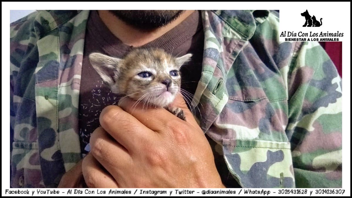 Al Día Con Los Animales 🐾 tweet media