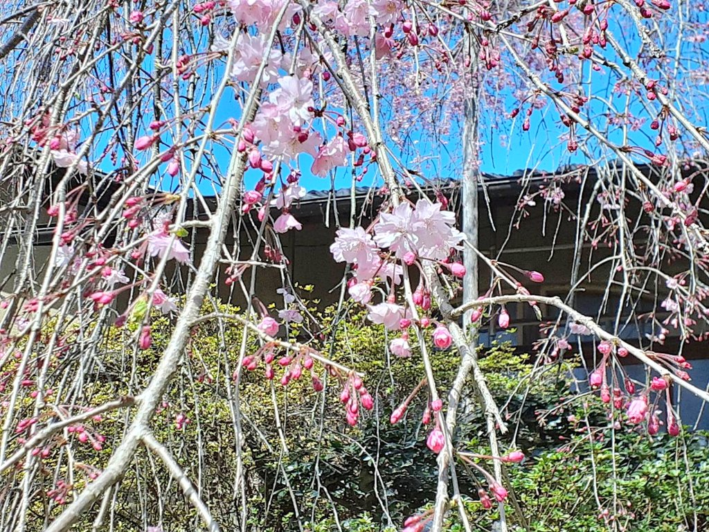 京都 桜の原谷苑 本日の苑内 八重紅垂れ桜の淡い花びらと濃い蕾のバランスが良いです 本日も入苑制限なく お越しいただけます 京都 原谷苑 桜 花見 T Co Jfvd3xi6k6 Twitter