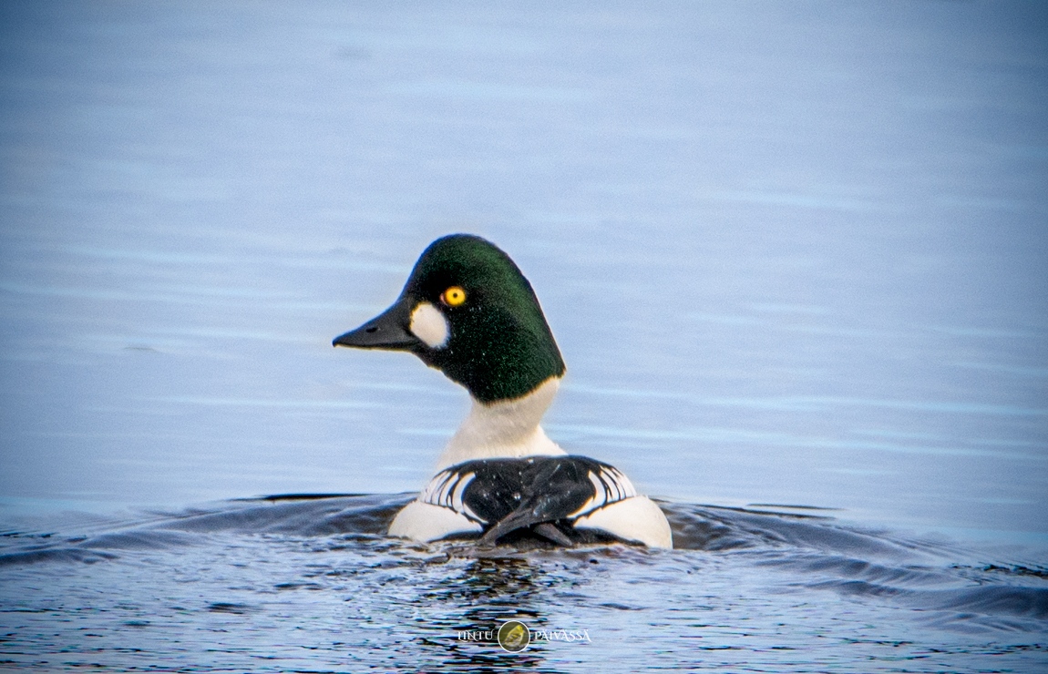 LintuPaivassa's tweet photo. #Telkkä #Knipa #CommonGoldeneye⁠
#BucephalaClangula⁠

#Linnut #Birds https://t.co/v7uT13sdDs