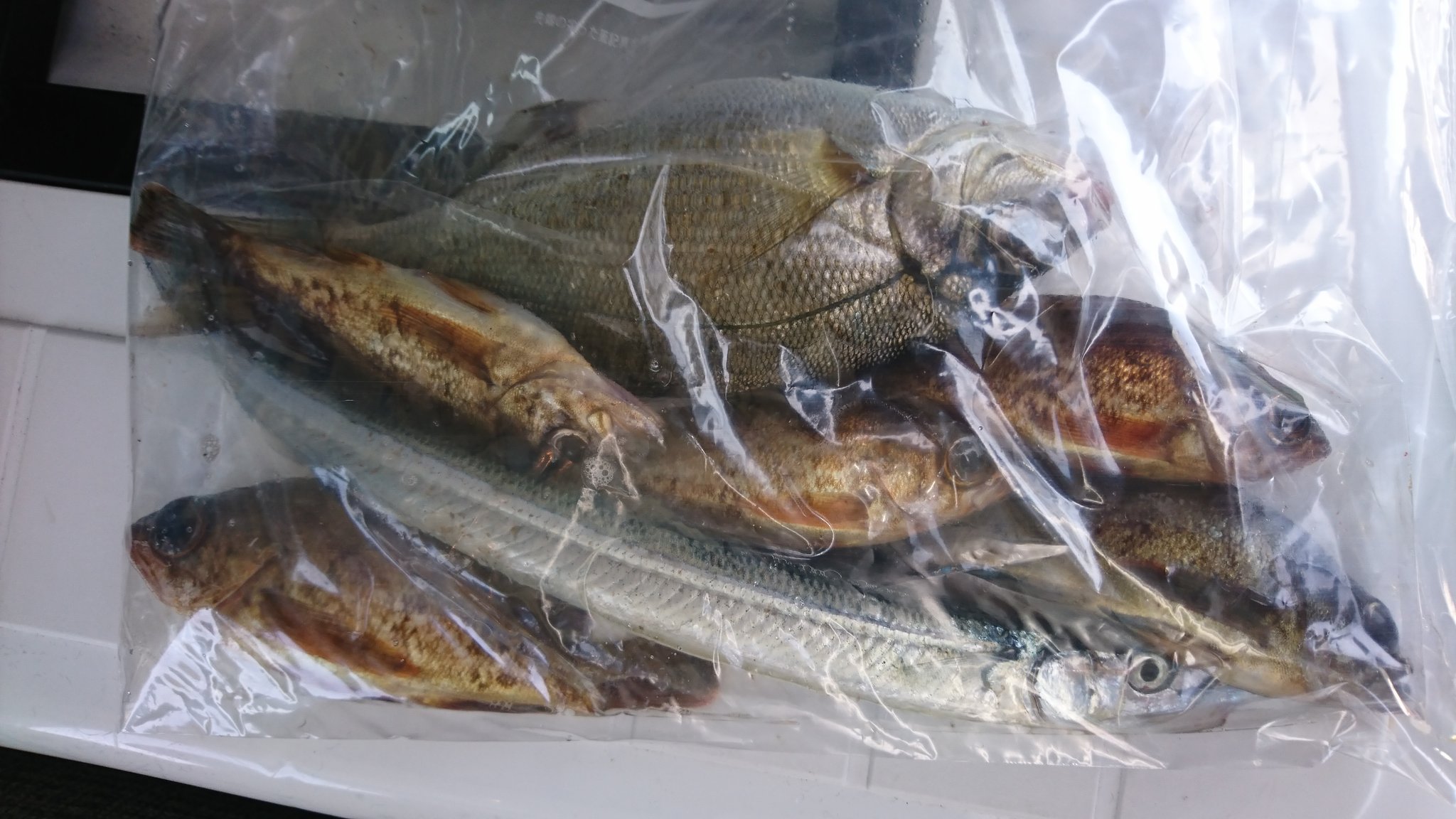 パインあめ 釣人 メバルは唐揚げ サヨリとウミタナゴは塩焼きにします