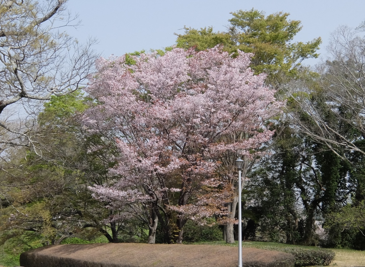 中世の古文書 小島道裕 西行が沙羅双樹に見立てた桜 ヤマザクラ 今日は落花盛ん 赤茶色の葉が目立ってくるのもまた美しく これぞ 朝日に匂う山桜花 と思うのですが しかし それもまた歴史的に獲得した視線です 続 T Co U0g7vpq9mu 中世の古文書 小島道裕 西行が沙羅双樹に見立てた桜 ヤマザクラ 今日は落花盛ん 赤茶色の葉が目立ってくるのもまた美しく これぞ 朝日に匂う山桜花 と思うのですが しかし それもまた歴史的に獲得した視線です 続 T Co U0g7vpq9mu