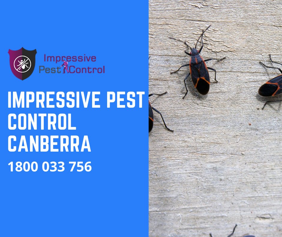impressivepest's tweet photo. Have #pest infestation in the house completely frustrated you off and in need of a #pestcontrol service. Come to Impressive #PestControlCanberra and you will get the best services as it will be effective as well as eco-friendly treatments.

Get Details:- https://t.co/WMtViXtUQp https://t.co/7TRRhoeHlc