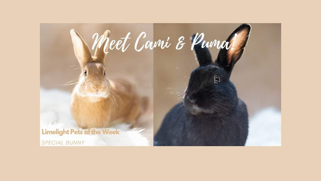 LimelightPet's tweet photo. Meet Cami and Puma from Special Bunny in Carnation. These 2 friendly buns need to be adopted together in a dog free home with room to roam. Older kids and cats OK. This pair really enjoy people and love to play. Interested? Contact Angie: Angie@specialbunny.org
#seattlepets https://t.co/H7LNDfqwYi