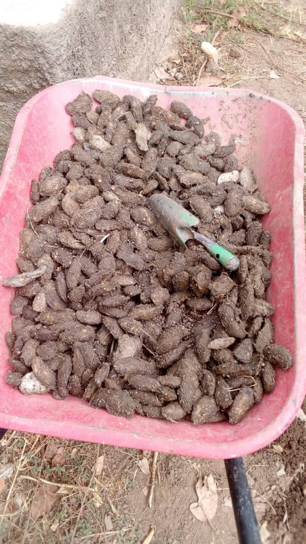 L'association zofaawié , basée dans la région du Sud ouest, commune rurale de dissihn en campagne de production des plants à croissance lente. Précisément les manguiers et autres.
#environmental #environnement #nature #agriculture #agricultural <a href="/dgm_global/">DGM Global</a>