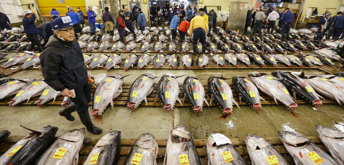 Preocupados com as palhinhas que representam 0,03% dos plásticos no mar mas ignoram completamente as tartarugas que são mortas diariamente por arrasto e todas as baleias, golfinhos e tubarões que são mortos