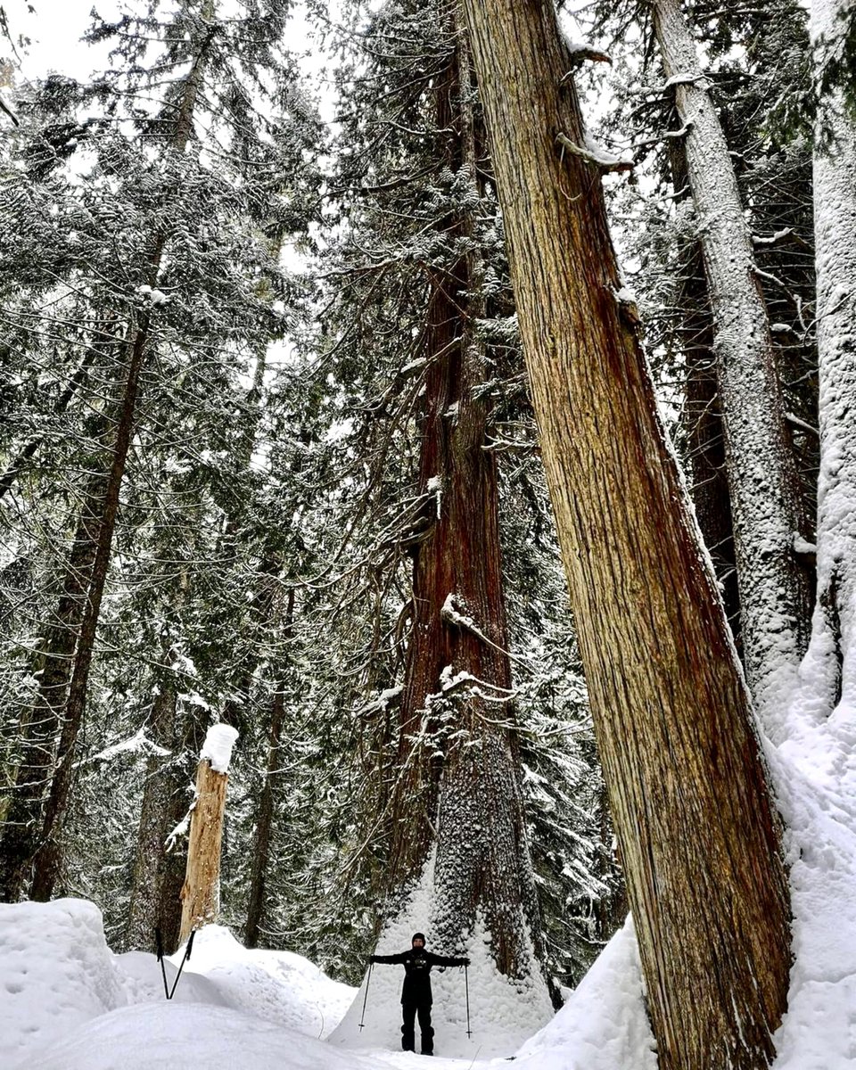 The closure of <a href="/WhistlerBlckcmb/">Whistler Blackcomb</a> marks the end of our Winter Wonderland snowshoe tour.

🌲 The Natural Mystic &amp; Ancient Cedars Tours are still running daily at Cougar Mountain until April 11th. 
Spring conditions out there are glorious! 

tagwhistler.com/activity/snows…

📷 : @tonimaeh