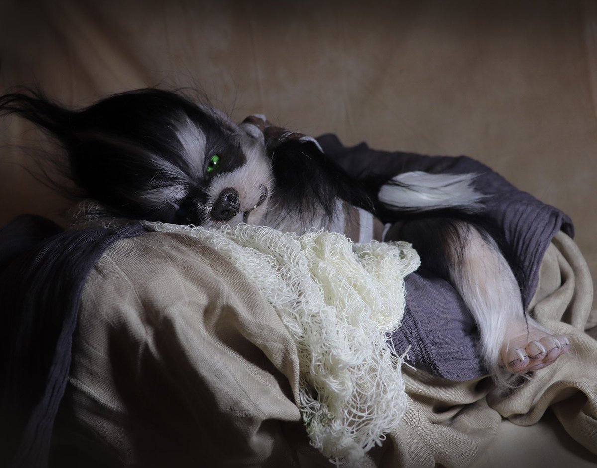 werepups's tweet photo. Don’t wake the sleeping #werepup https://t.co/T6rejgJ5kU