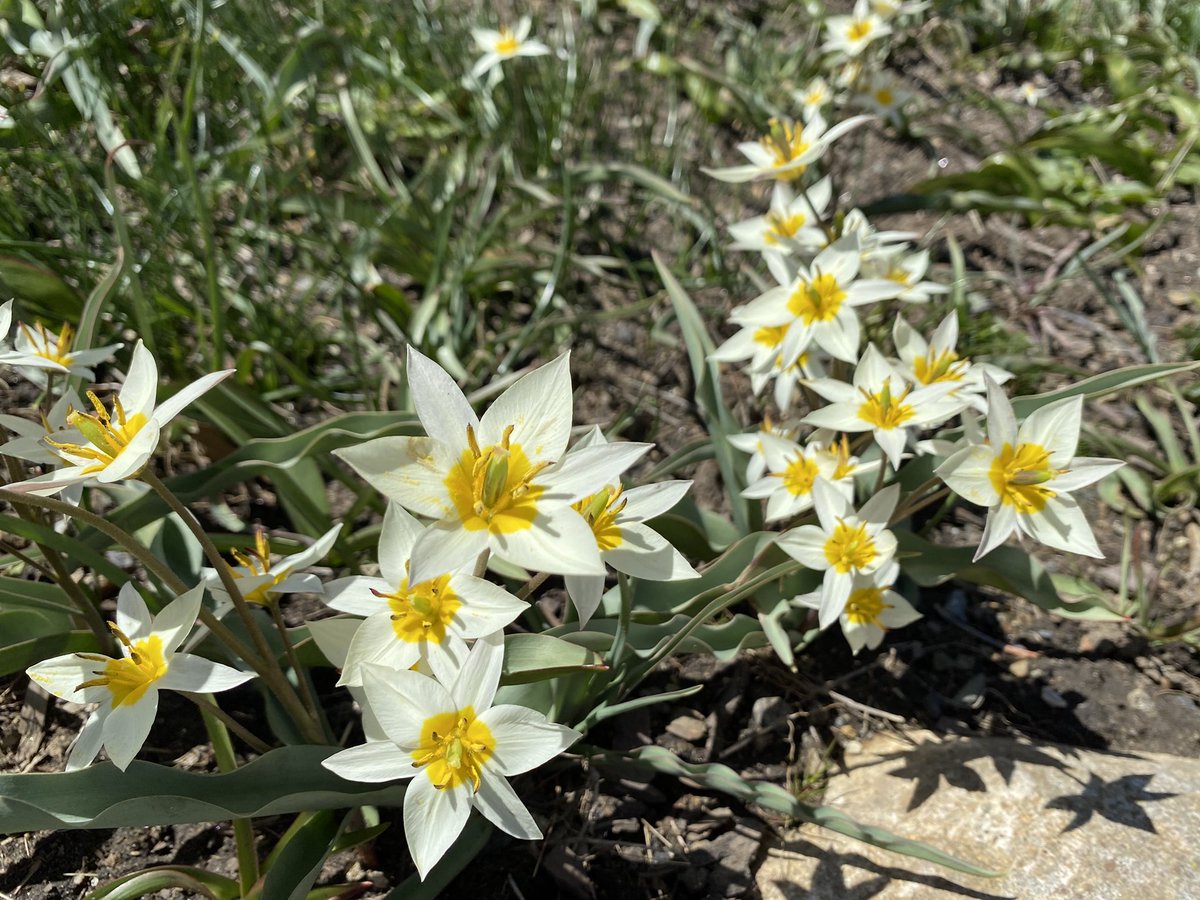 TulipMuseum's tweet photo. Tulipa Turkestanica is a wild tulip that's easy to grow and makes a good perennial. They're small white flowers with a gold eye, borne 4-8 per stem. #TulipTuesday https://t.co/wyMo08xyb0