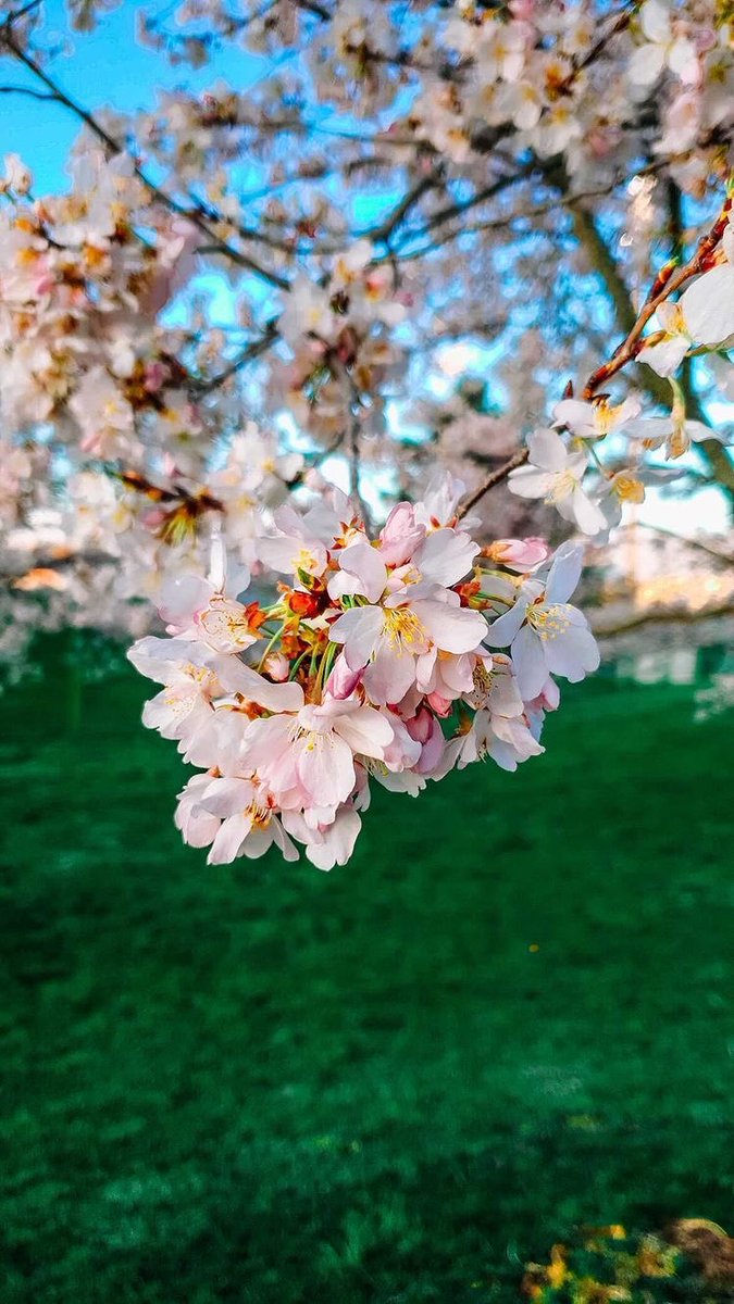 OHIOAlumni's tweet image. Loving this cherry blossom moment 🥰🌸

📷: @/meetmariam on Instagram
