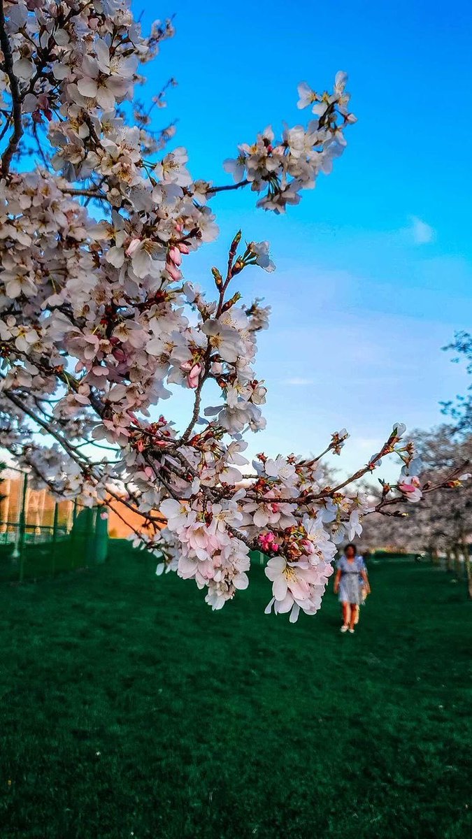 OHIOAlumni's tweet image. Loving this cherry blossom moment 🥰🌸

📷: @/meetmariam on Instagram