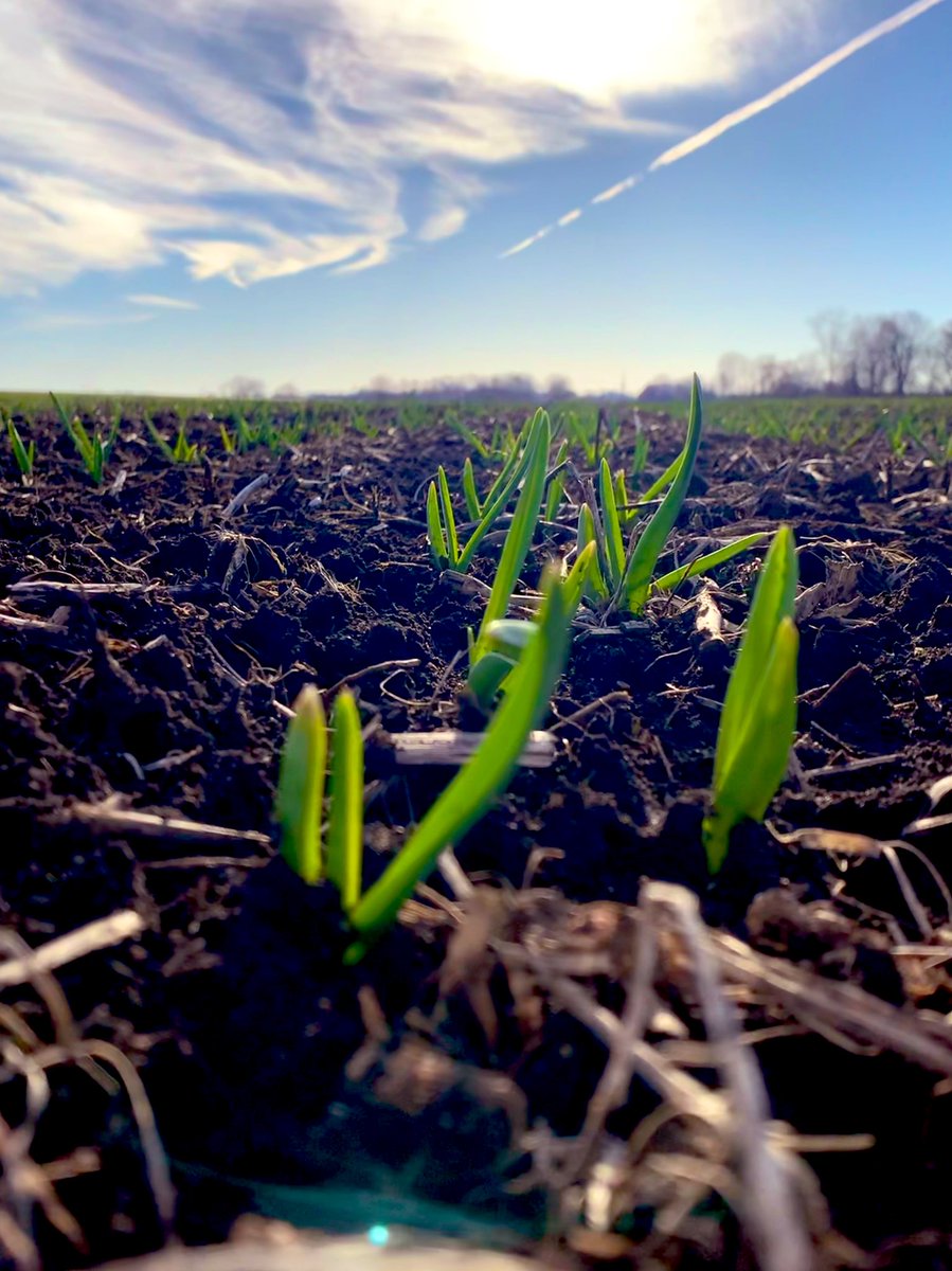 Spring 2021 - for the sky Ontario Garlic #ontag #greatlakesfamilyfarms #local