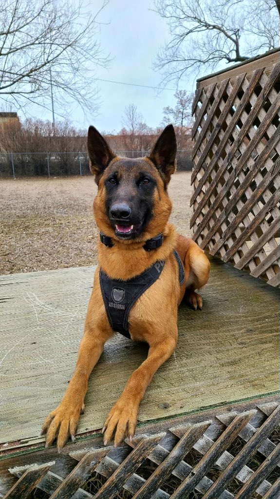 SPSCanine's tweet photo. #psdbenny assisted patrol in the safe arrest of a suspect wanted for sexual assault. One in custody! https://t.co/6WqCVvgOGa